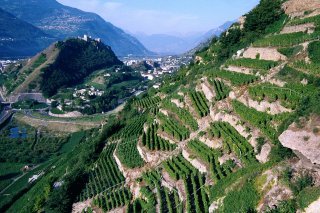 Vue du vignoble sur Sion